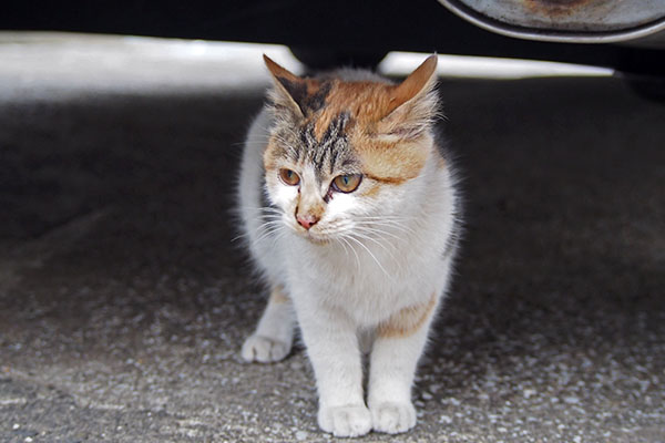 シロミ　車の下に避難