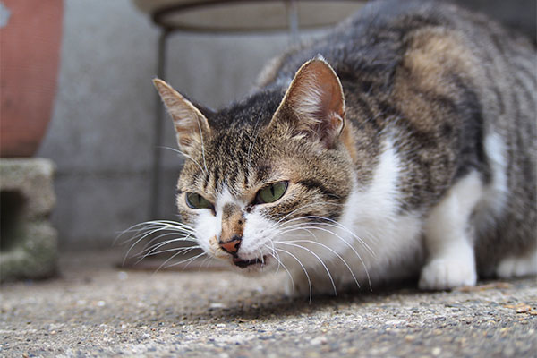 さくら　食べてる１