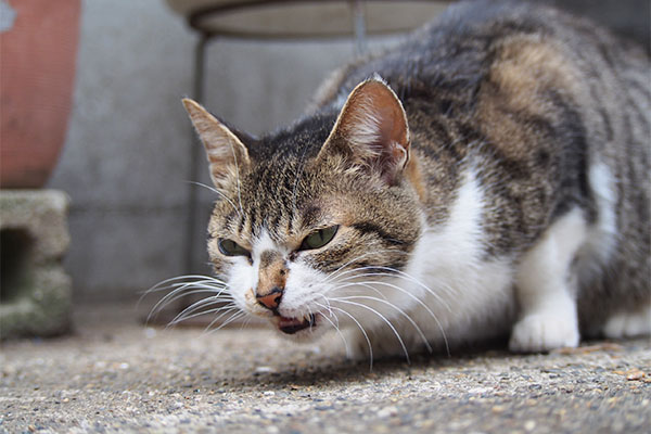 さくら　食べてる２