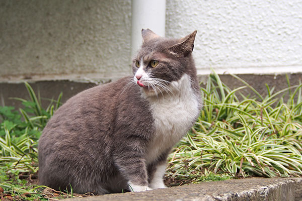 レックス　食べ終えた