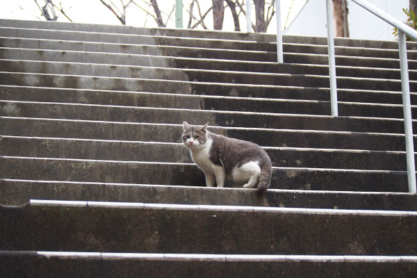 ダル太　階段の途中