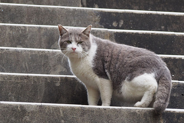 ダル太　こちらを見る