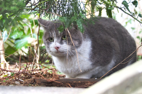 ダル太　隠れてみた