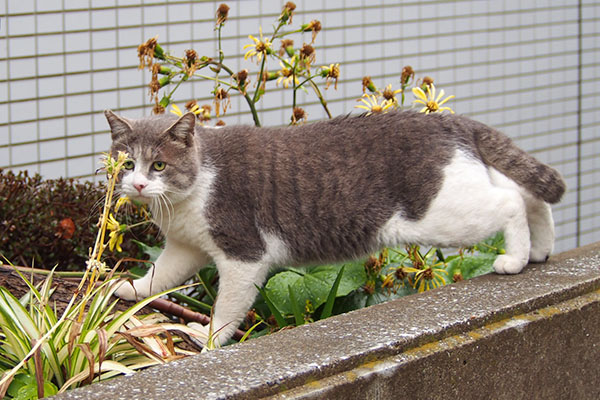 ダル太　反対側へ