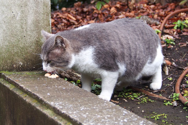 ダル太　ちゅーるを食べる