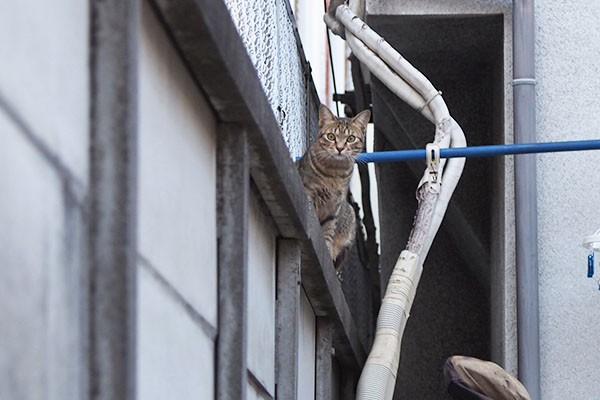 らい太　塀の上でキョトン