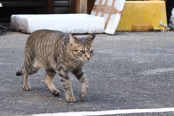 らい太　不満を表す耳