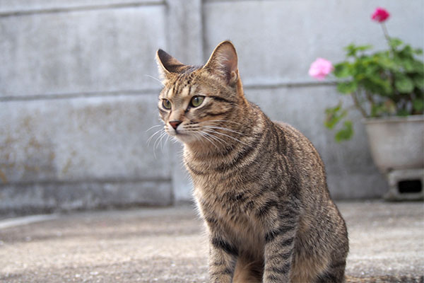 らい太　花をバックに