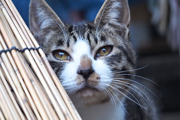 ホット　仔猫らしからぬ表情