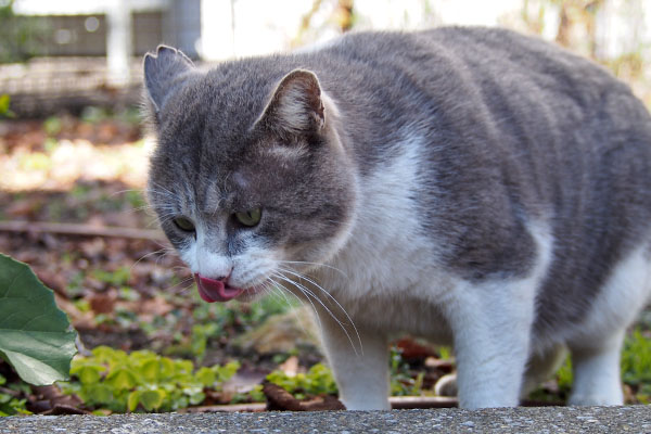 ダル太　食後のぺろぺろ