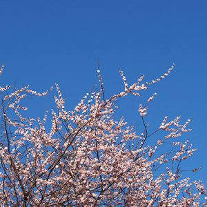 flower and blue sky