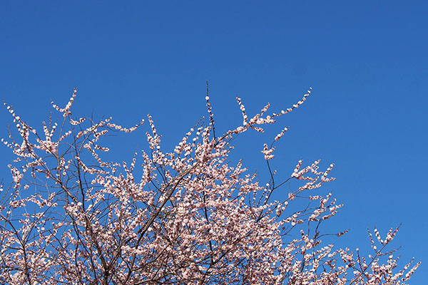 flower and blue sky