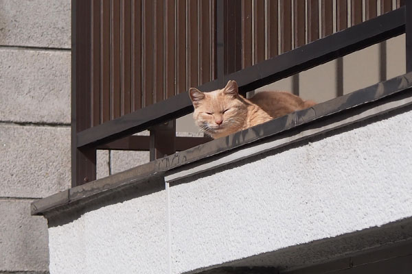 薄茶トラさん　中