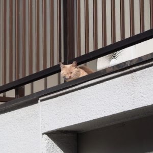 薄茶トラさん 遠