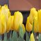 flower tulips yellow
