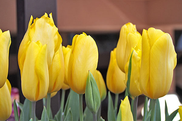 flower tulips yellow