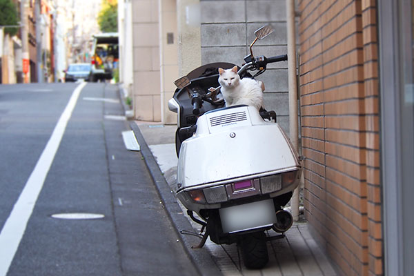 路肩に止めたバイクに白猫さん