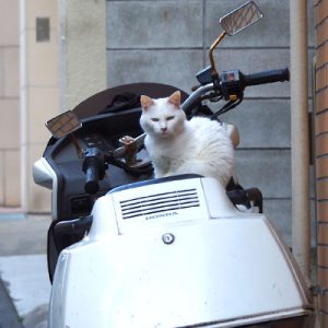 white cat on the bike