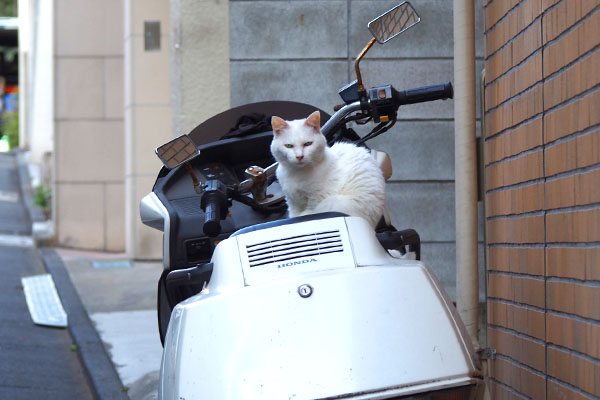 white cat on the bike