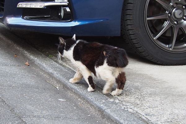 カル　車の前通過