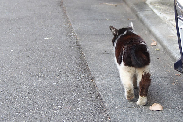 カル　歩く　後ろから