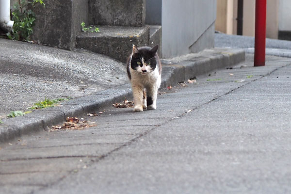 カル　再度前から