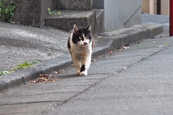 カル　お世話宅確認