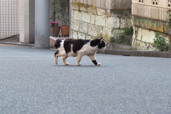 カル　道路横断