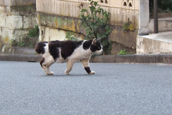 カル　道路横断　キリリ顔