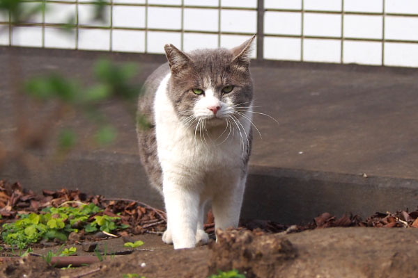 ダル太　来た