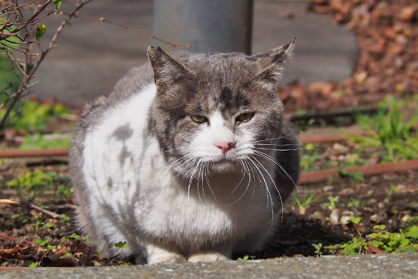 ダル太　待ってるんにゃけも