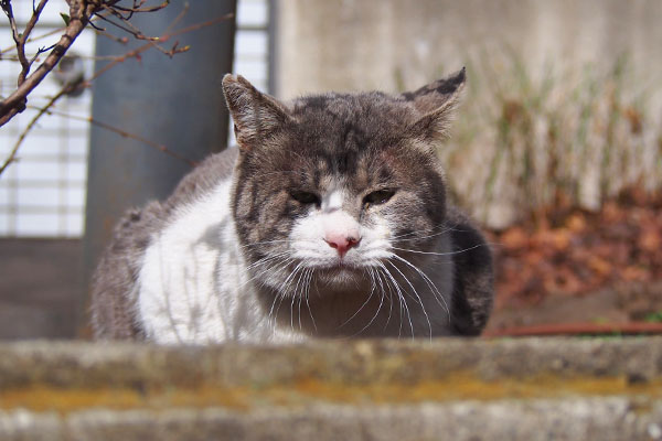 ダル太　あにょ