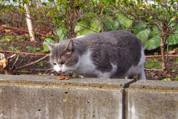 ダル太　カリカリ食べる