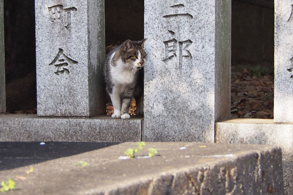 雫　お出まし