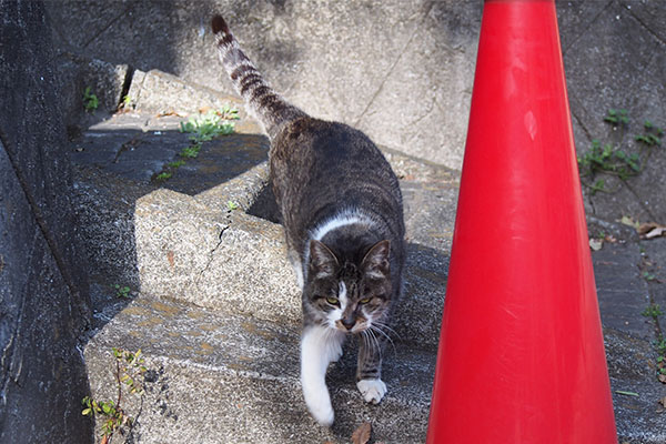 雫　しっぽを上げて来てくれる