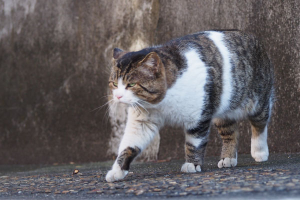 レオ太　また方向を変える