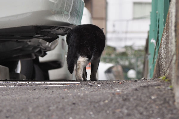 ポチ　去って行く後ろ姿