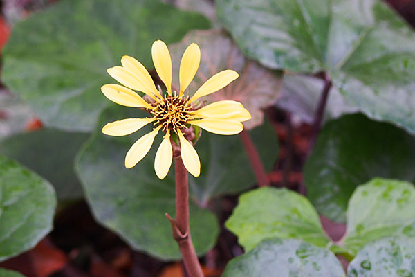 flower yellow single