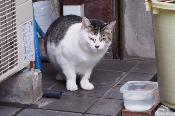 ケイ　どすこい