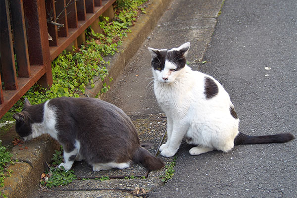 警備する坊　ちびにゃん食べてる２