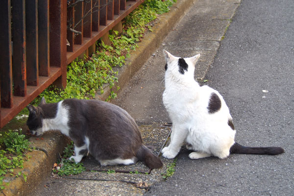 警備する坊　ちびにゃん食べてる３