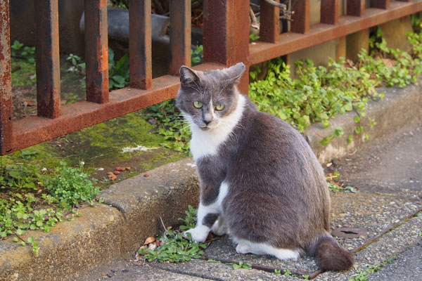 坊を見てるちびにゃん