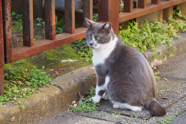 ちびにゃん　遠く見る