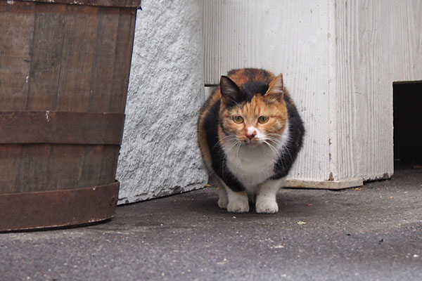 ミク　ちんまり