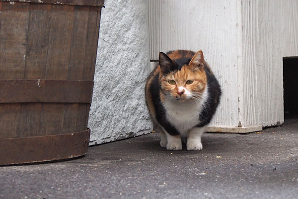 細い目で待つ　ミク