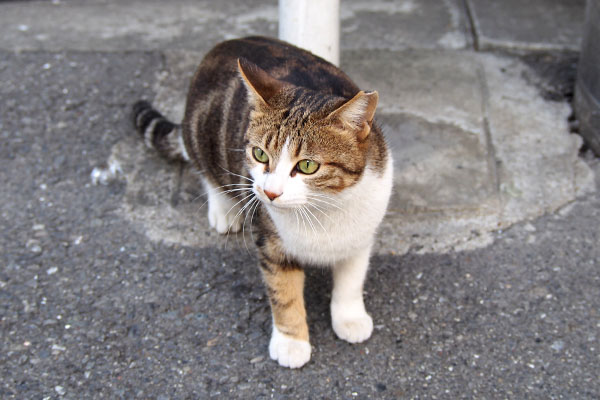 ネオンがトトの声を聞く