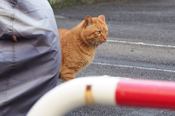 トト　ネオンを見ている