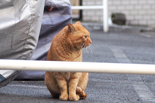 トト　出て来て座ってまた見てる