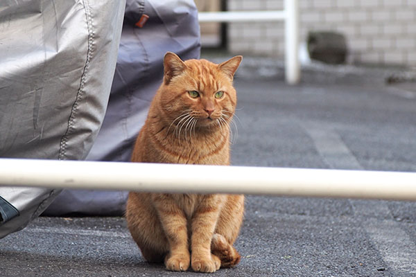 かわいい　トト