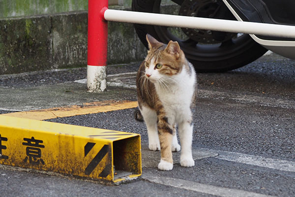 ネオン　きょろきょろ